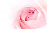 pink-rose-flower-background-2560x1600